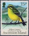 Yellow Canary (Serinus flaviventris)